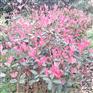 新品种桂花批发价格_桂花供应商_新品种桂