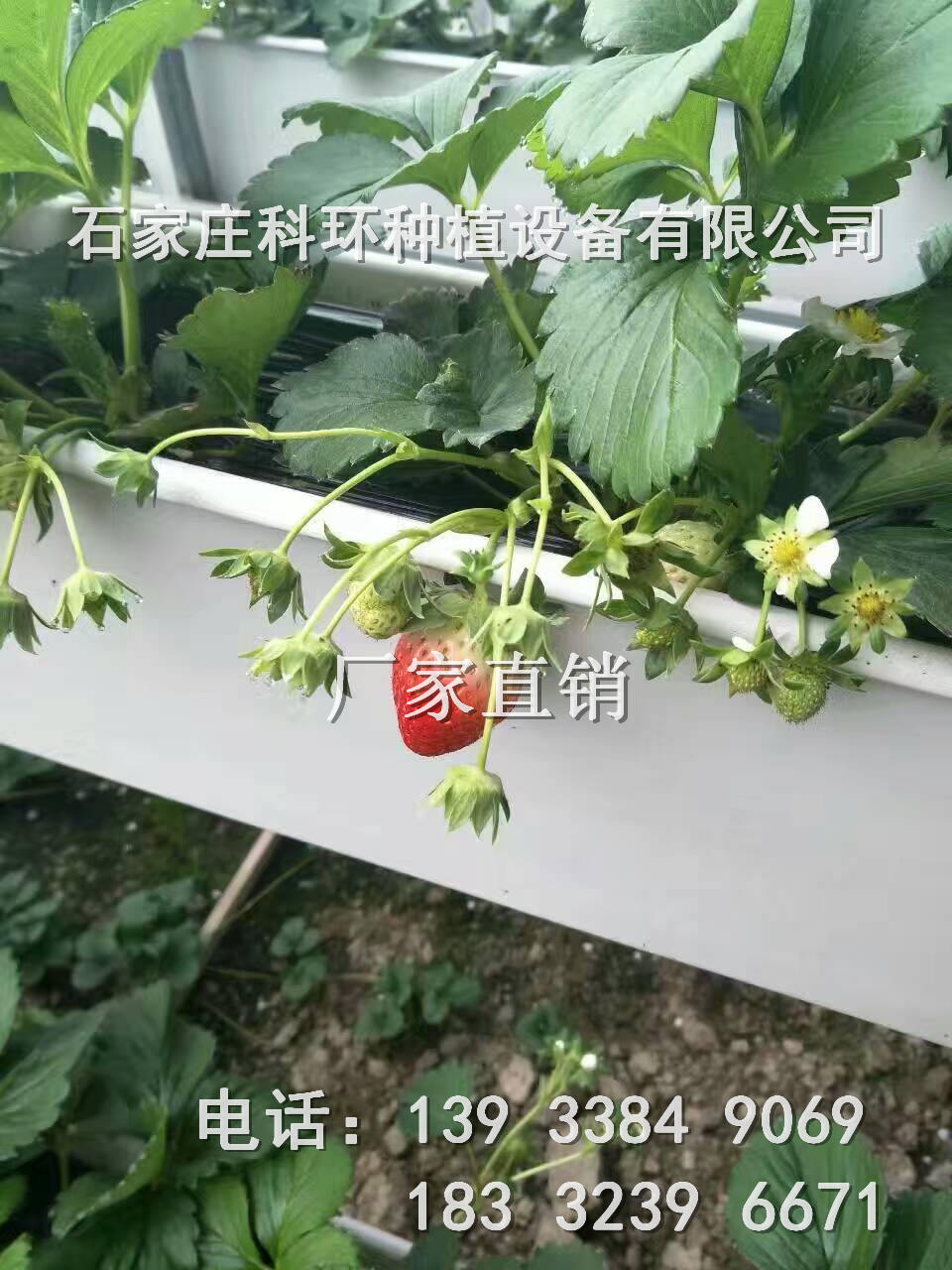 立体种植草莓槽  草莓种植  无土草莓  立体草莓