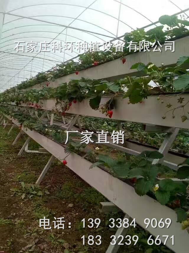 立体种植草莓槽  草莓种植  无土草莓  立体草莓