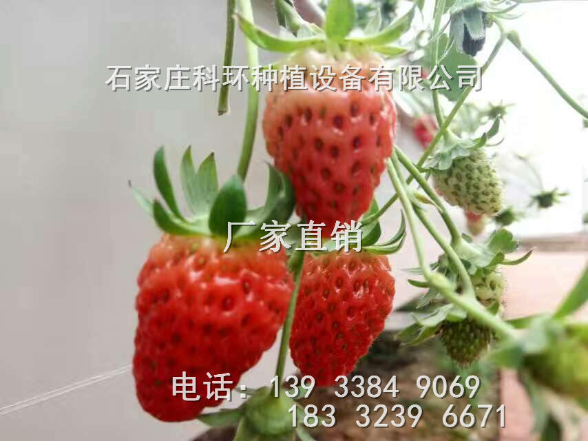 草莓立体种植槽 草莓种植槽价格 科环品牌厂家