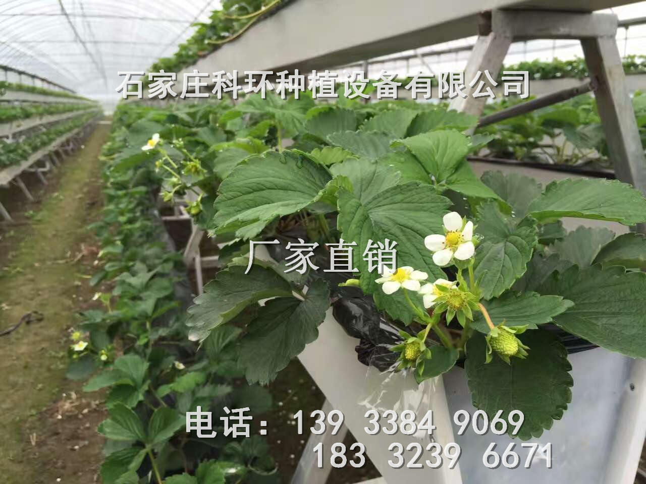 草莓立体种植槽 草莓种植槽价格 科环品牌厂家