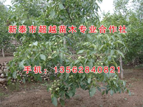 新泰超越苗木,徐州核桃苗,核桃苗批发 辽一核桃苗 纸皮核桃核桃苗