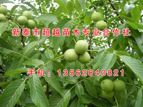 常州核桃苗,新泰超越苗木,香玲核桃苗&nbsp;&nbsp;元丰核桃苗&nbsp;&nbsp;8518核桃苗
