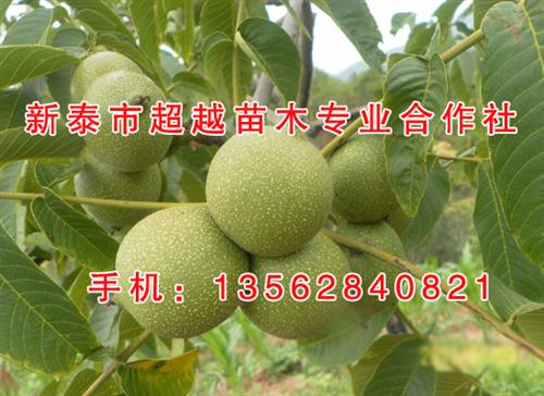 核桃苗_新泰超越苗木_订购核桃苗&nbsp;&nbsp;香玲核桃苗&nbsp;&nbsp;核桃苗销售