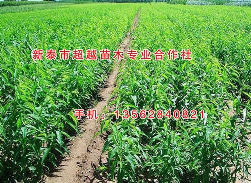 日本大红桃苗,潍坊桃苗,新泰超越苗木(查&nbsp;&nbsp;映霜红桃苗&nbsp;&nbsp;桃苗批发