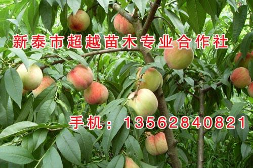 东营桃苗_新泰超越苗木_金秋红蜜桃苗 突围桃苗 映霜红桃苗