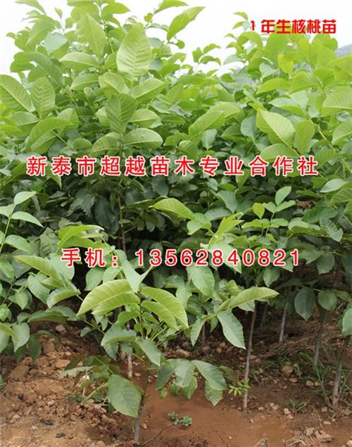 温185核桃苗、毕节核桃苗、新泰超越苗木&nbsp;&nbsp;辽一核桃苗&nbsp;&nbsp;核桃苗批发