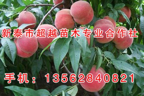 泉州桃苗,新泰超越苗木,桃苗供应&nbsp;&nbsp;桃苗哪有卖&nbsp;&nbsp;两公分桃苗
