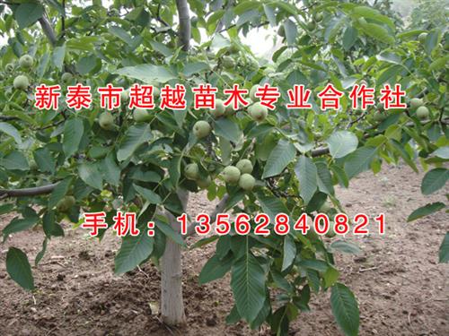 四公分核桃苗|核桃苗|新泰超越苗木(查看&nbsp;&nbsp;一公分核桃苗&nbsp;&nbsp;核桃苗批发
