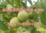 核桃苗_新泰超越苗木_订购核桃苗