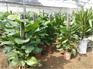 武汉绿植租赁、心诚园艺、绿植租赁公司
