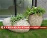 石雕花钵石雕花盆花岗岩花盆厂家供量大工期短