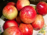 山东油桃今日批发价格  今日油桃批发价格  126油桃批发价  山东油桃产地价格