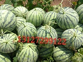 山东西瓜产地  山东西瓜批发价格  京欣西瓜价格