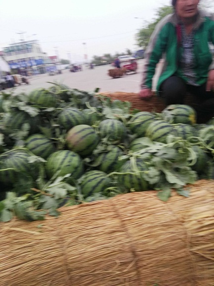 山东西瓜产地  山东西瓜批发价格  京欣西瓜价格