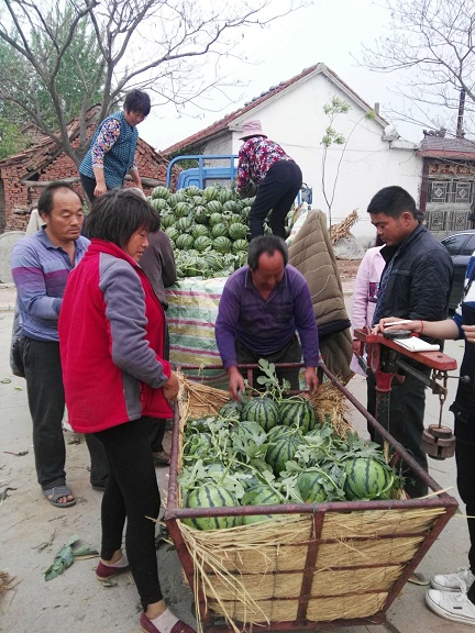 山东西瓜批发价格  京欣西瓜价格  今日西瓜价格