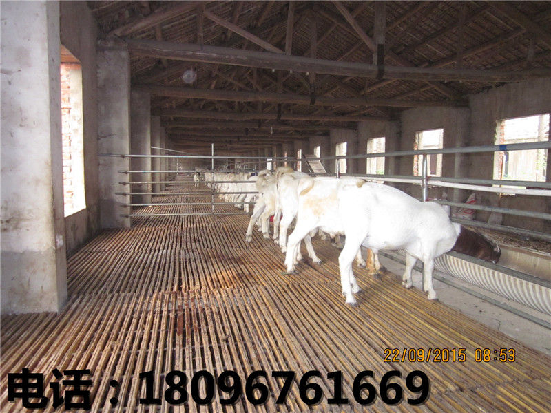 河北湖羊养殖场——品质好的湖羊供应尽在世 湖羊种羊 阜阳湖羊