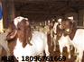 乌骨羊品种——阜阳优质的黄羊报价