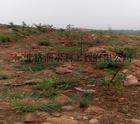 果树滴灌技术辽宁鞍山市果树滴灌厂家直销&nbsp;&nbsp;小管出流