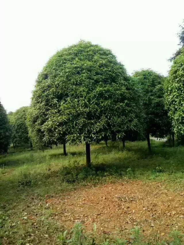 供应湖南抢手的湖南桂花 划算的湖南桂花 1公分桂花价格 2公分桂花价格