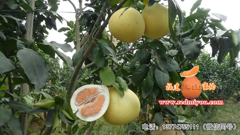 漳州黄金蜜柚苗价格，哪里有黄金蜜柚苗基地  黄金柚苗  金桔蜜柚苗