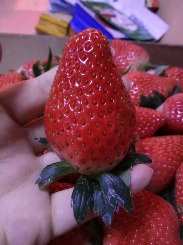 十堰房县 草莓小苗