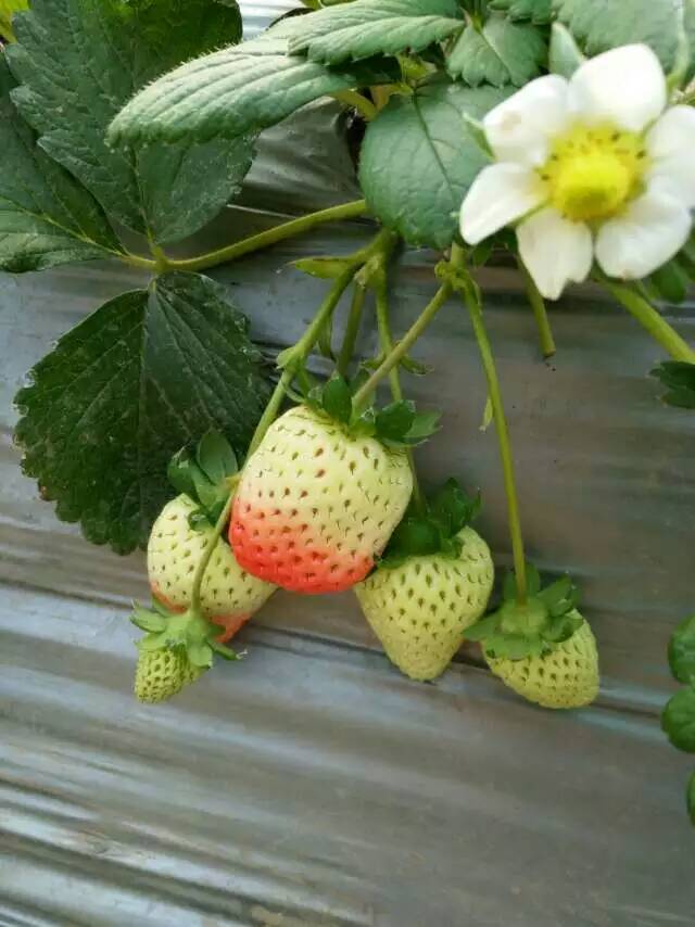 十堰房县 草莓小苗