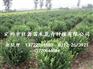 卫矛球价格_卫矛球_旺源苗木(图)