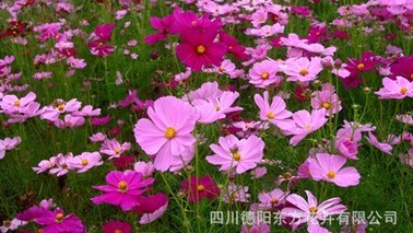 野花种子哪里有卖|东方花卉提供专业的组合 组合景观野花种子 组合野花