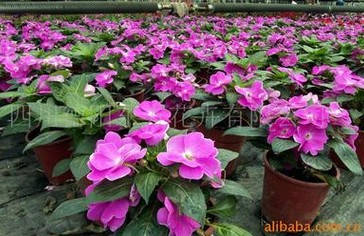 鲜切花种子厂家，哪里能买到划算的新几内亚&nbsp;&nbsp;新几内亚凤仙种子&nbsp;&nbsp;进口花种