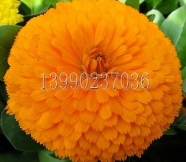 市场上销量好的橙色品种金盏菊种子在哪里可