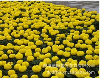 万寿菊种子厂家_东方花卉出售优质的中国报&nbsp;&nbsp;中国报春花种子&nbsp;&nbsp;进口万寿菊