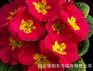 德阳可靠的欧洲报春花种子供应商推荐——欧