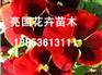 【嗨~~卖嗨了~~】金光菊价格//紫花鸢