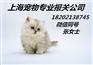 上海宠物狗进口报关