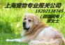国内SH宠物猫报关