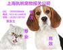 隔离宠物回家进口报关