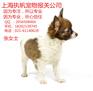 中国SH大小宠物进口报关代理时间