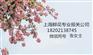 入境鲜花上海SH进口报关