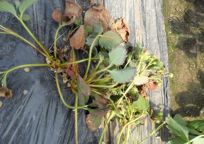 供应库尔勒尉犁县棉花炭疽病杀菌剂&nbsp;&nbsp;棉花溃疡病特效药&nbsp;&nbsp;棉花黑根病特效