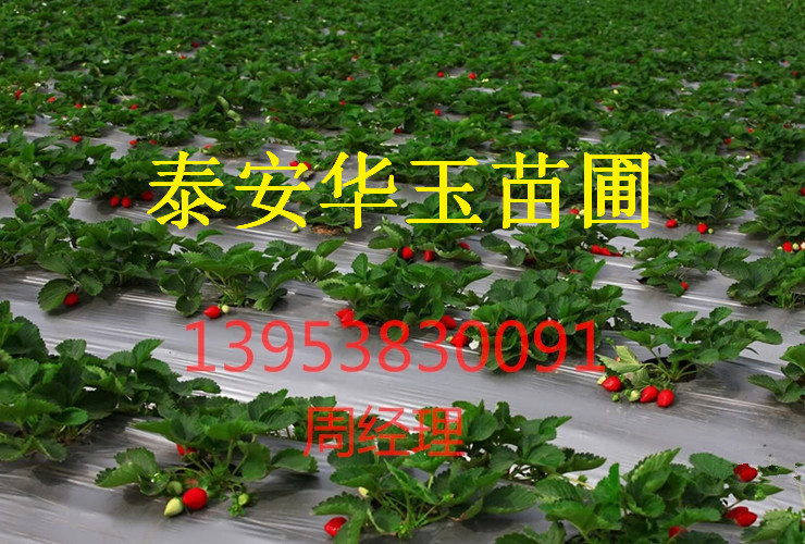 红颜草莓苗 草莓苗基地 草莓苗批发 草莓苗价格  草莓苗品种