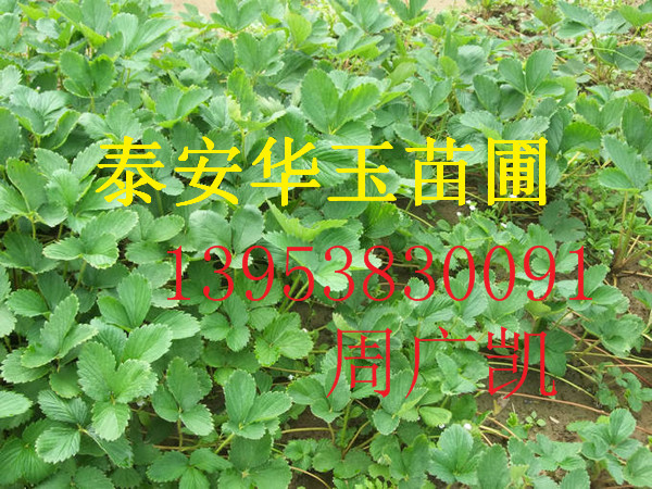 红颜草莓苗 草莓苗基地 草莓苗批发 草莓苗价格  草莓苗品种