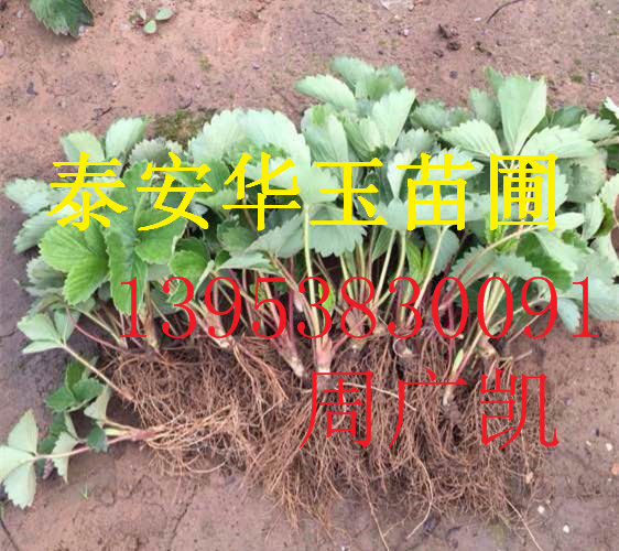 红颜草莓苗 草莓苗基地 草莓苗批发 草莓苗价格  草莓苗品种