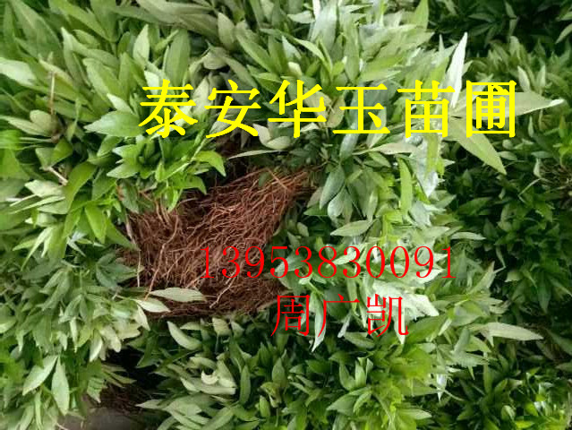 花椒苗价格 最新品种  花椒苗采购商机&nbsp;&nbsp;花椒苗育苗中心&nbsp;&nbsp;花椒苗基地&nbsp;&nbsp;花椒苗批发