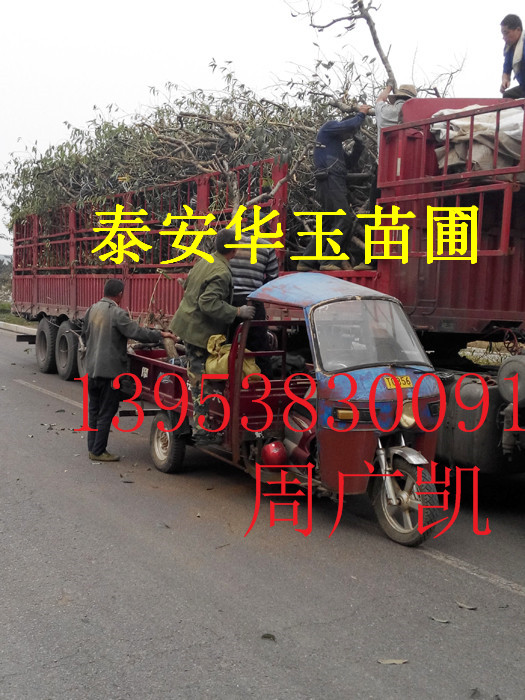 占地大桃树10-15公分&nbsp;&nbsp;桃树苗价格&nbsp;&nbsp;10-15公分桃树批发&nbsp;&nbsp;桃树苗基地