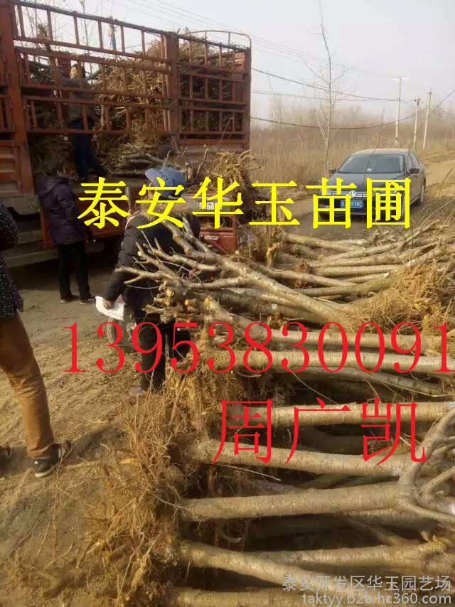 占地大桃树10-15公分&nbsp;&nbsp;桃树苗价格&nbsp;&nbsp;10-15公分桃树批发&nbsp;&nbsp;桃树苗基地