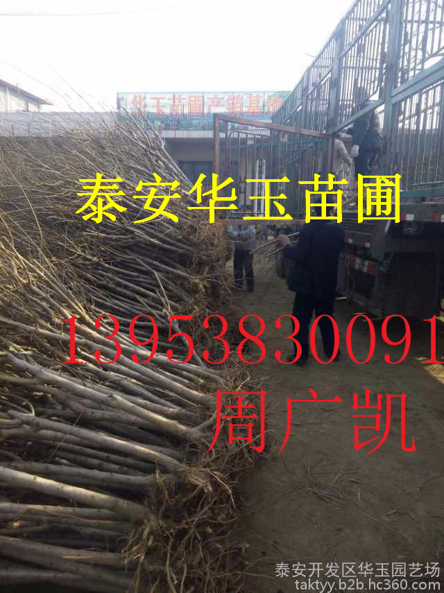 占地大桃树10-15公分&nbsp;&nbsp;桃树苗价格&nbsp;&nbsp;10-15公分桃树批发&nbsp;&nbsp;桃树苗基地