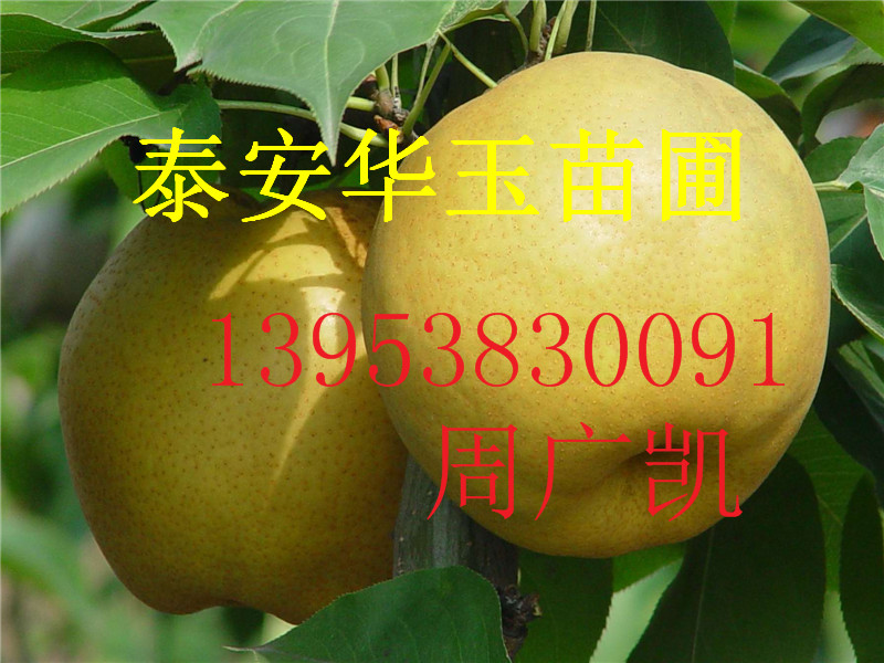 梨树苗批发  梨树苗基地&nbsp;&nbsp;梨树苗新品种&nbsp;&nbsp;梨树苗育苗基地&nbsp;&nbsp;梨树苗价格