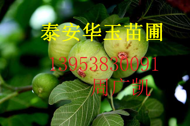 无花果基地 无花果育苗中心  品种性状&nbsp;&nbsp;无花果价格&nbsp;&nbsp;无花果批发&nbsp;&nbsp;无花果新品种
