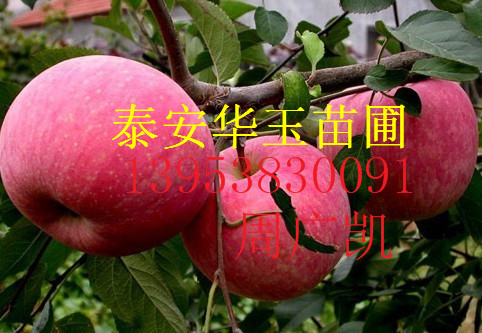 苹果苗 红肉苹果苗&nbsp;&nbsp;响富苹果苗&nbsp;&nbsp;苹果苗批发基地
